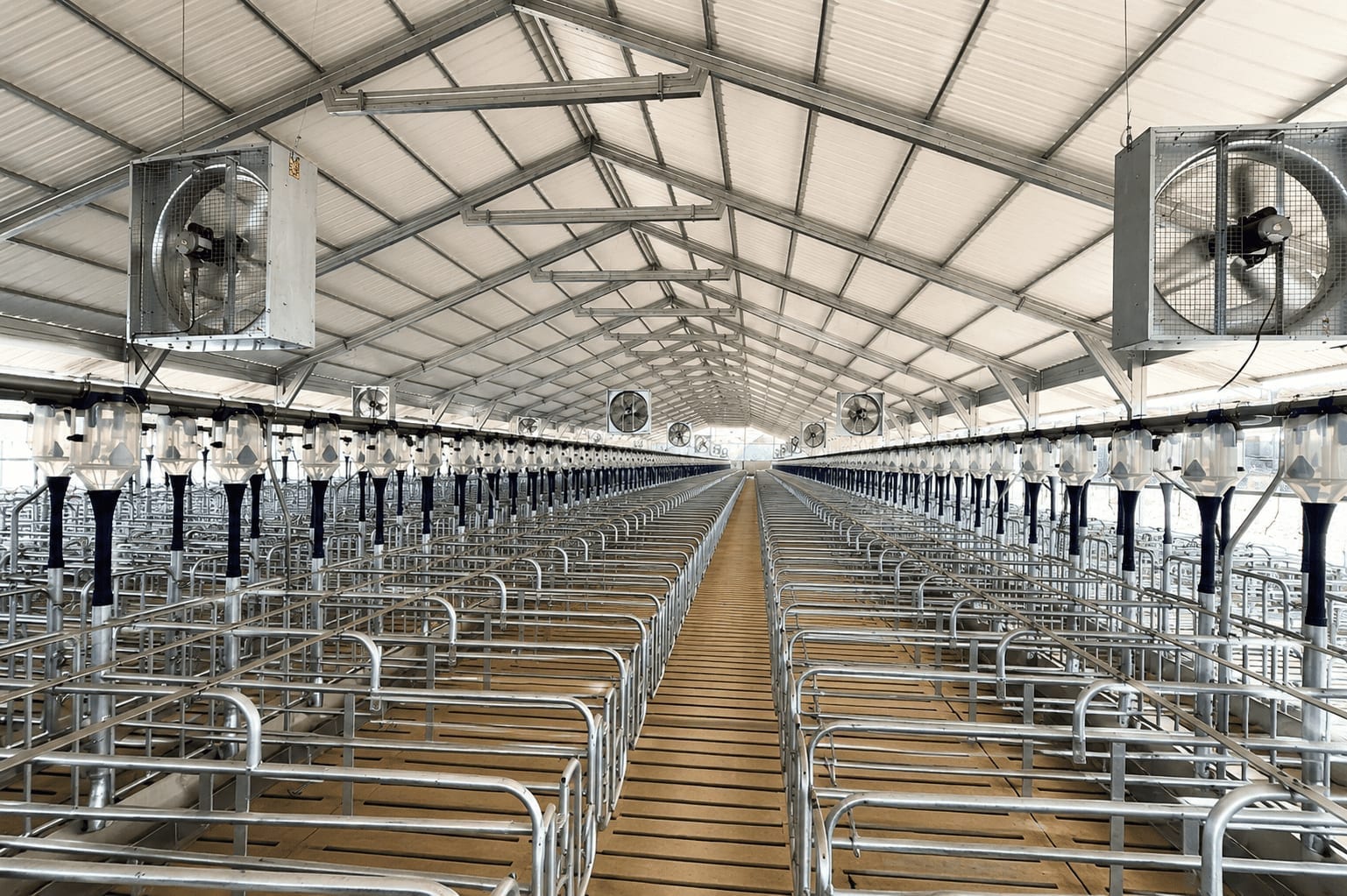 Pasillo de alimentadores inteligentes en instalación porcícola moderna.