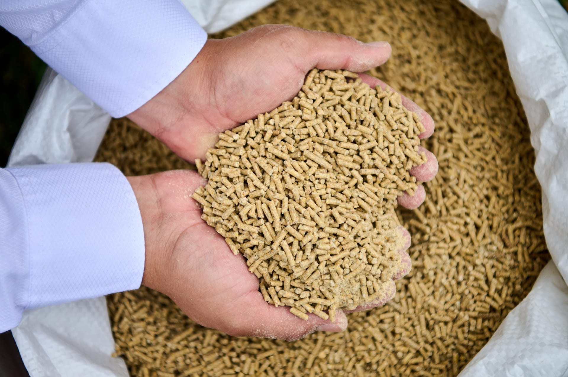 Manos sosteniendo pellets de alimento balanceado sobre saco de producción.