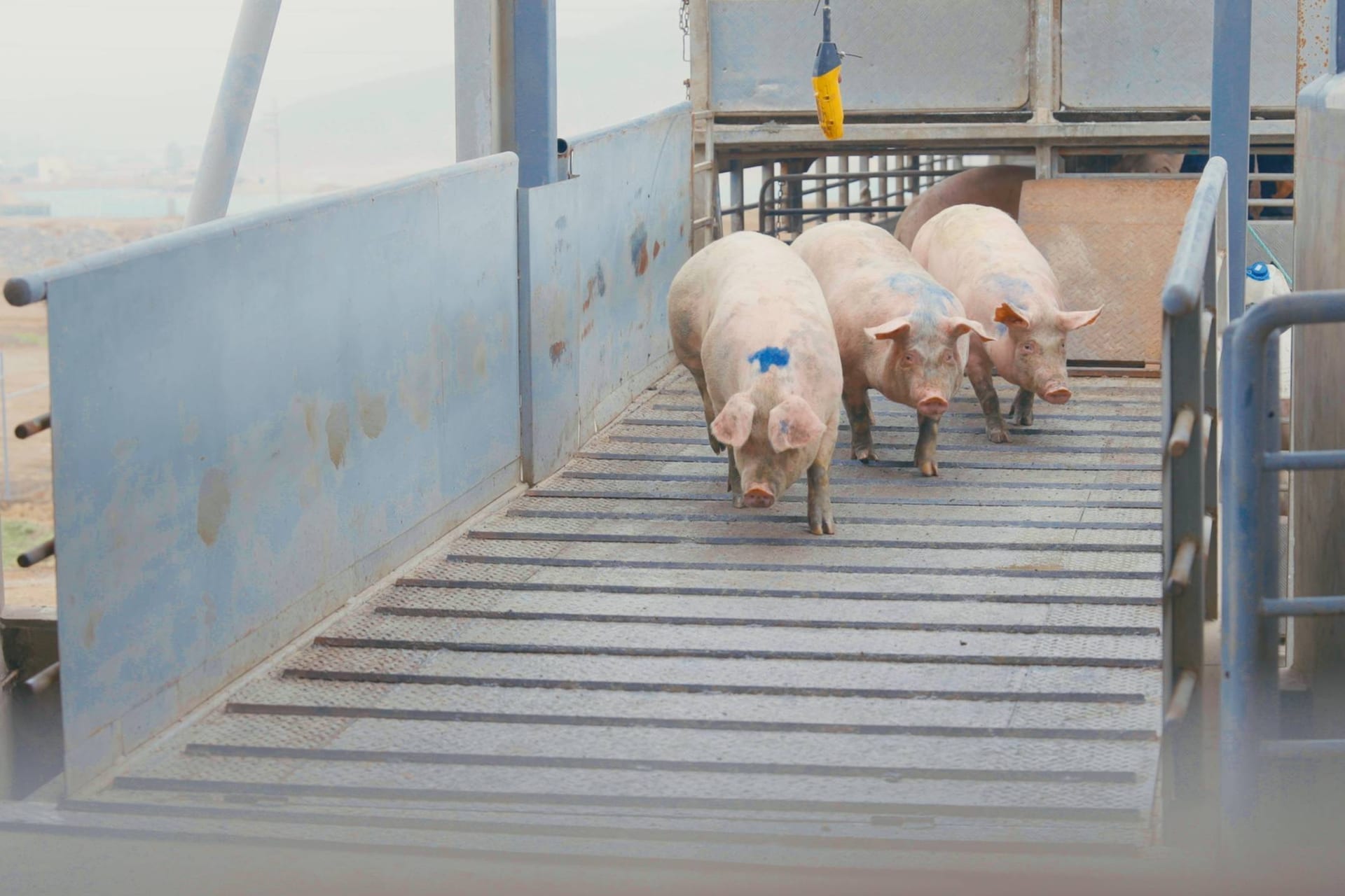 Cerdos descienden por rampa de carga con manejo controlado — trazabilidad y bienestar en la cadena CERSUR.