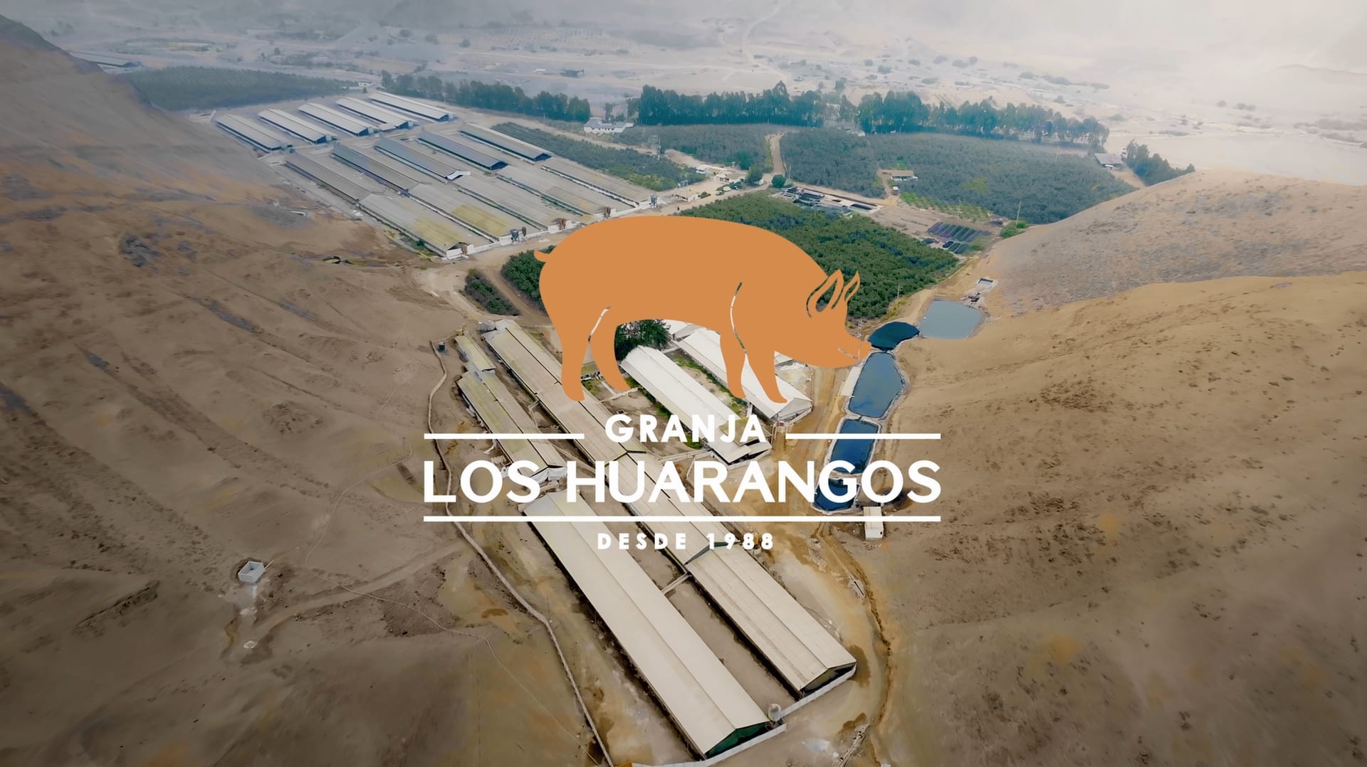 Vista aérea de Granja Los Huarangos — granja asociada CERSUR en Chincha.